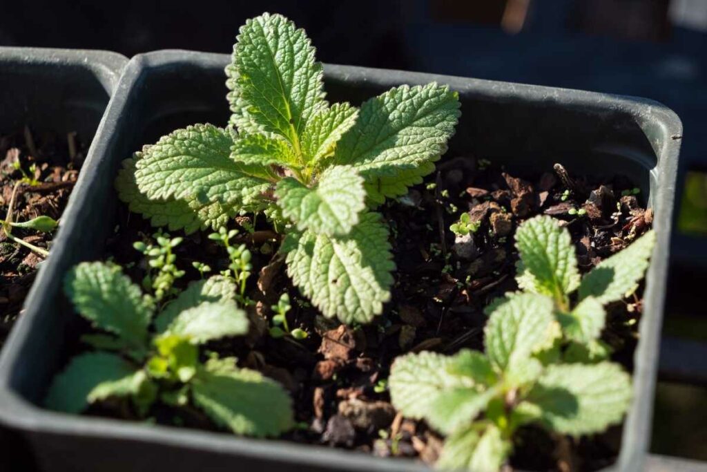 harvest mint leaves