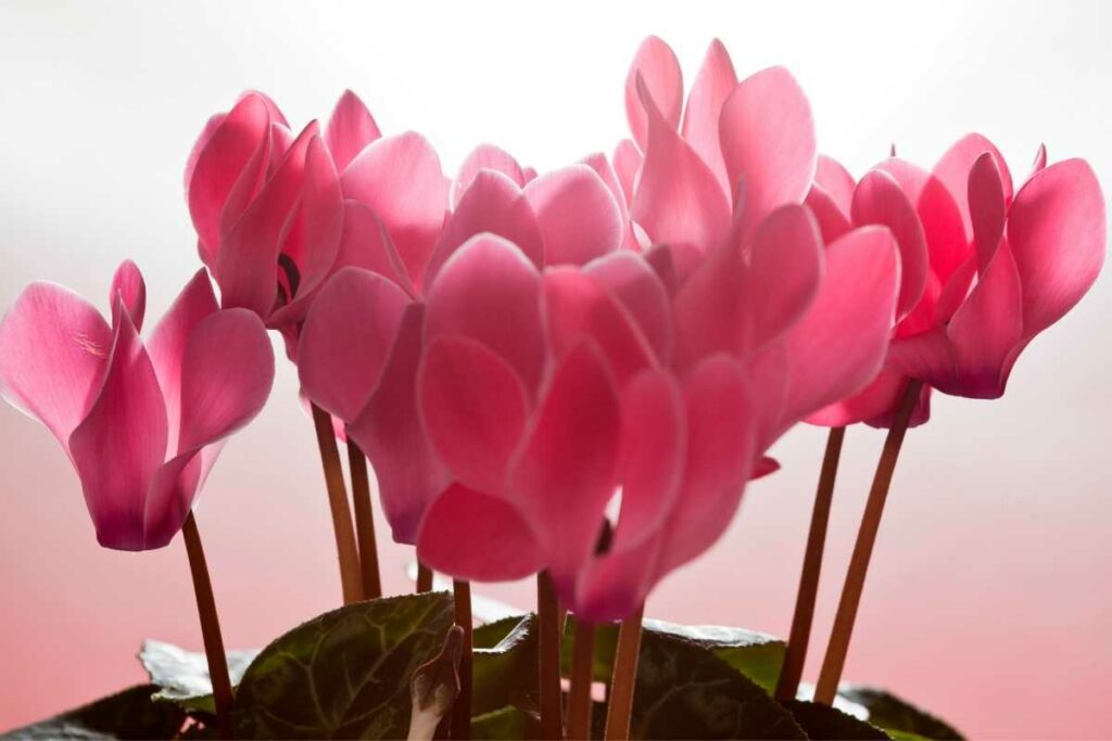 Cyclamen plant in bathroom