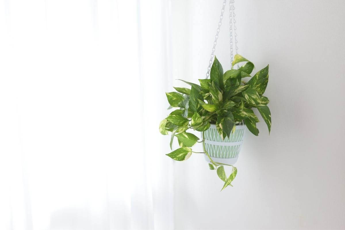 How to Tell the Difference Between Pothos vs Philodendron