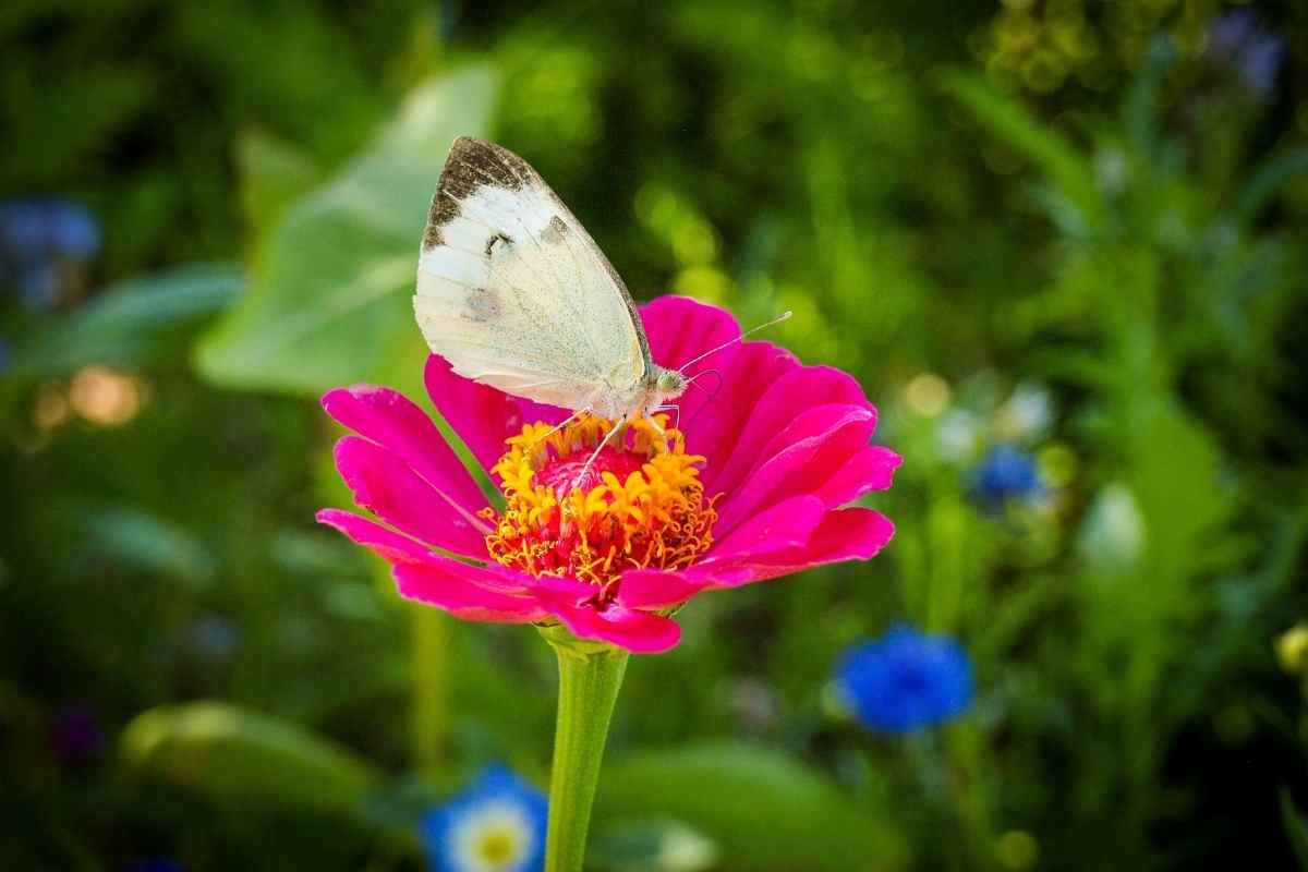 Do butterflies pee or not