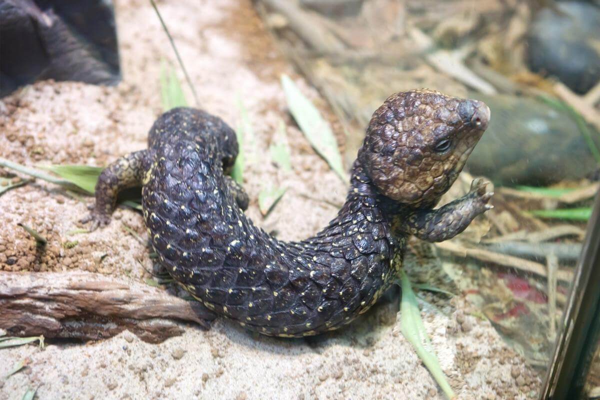 Do Skinks Make Noise?