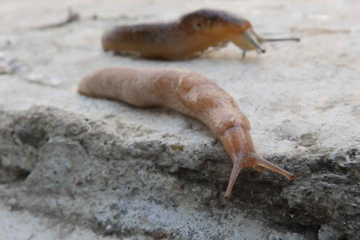 Do Slugs Bite? Do They Have Teeth?
