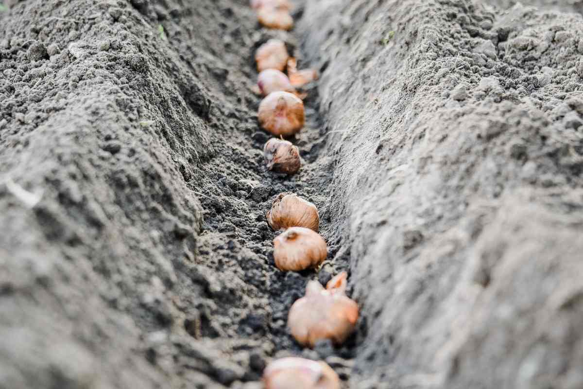 Do Squirrels Eat Gladiolus Bulbs from your garden