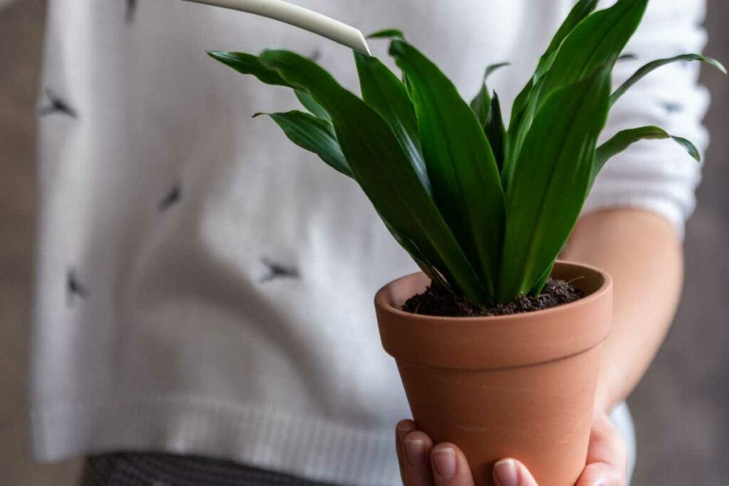 Dracaena plant in bathroom