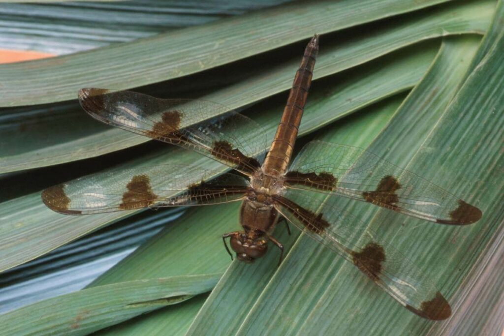 Dragonfly life cycle information