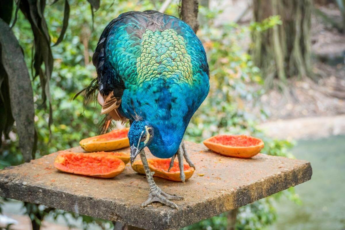 What to Feed Wild Peacocks in Your Backyard