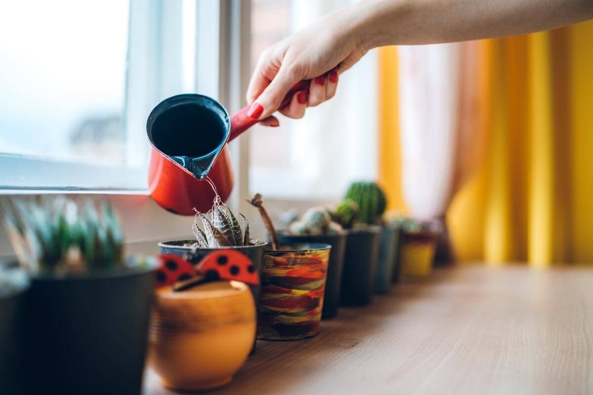 How to Fix Hydrophobic Soil in Your Home