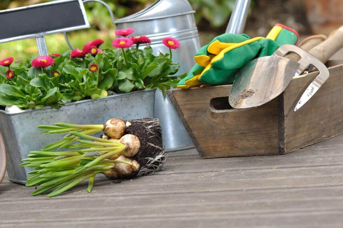 Flowering Bulbs by Month (Best Months to Plant)