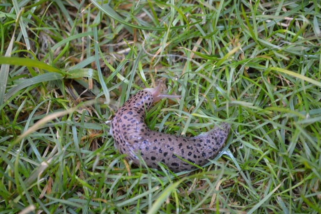 What Should You Do to Get Rid of Slugs?
