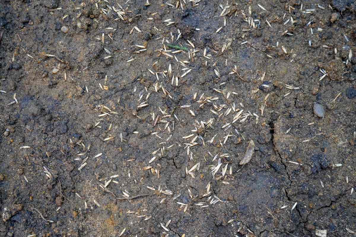 Do Grass Seeds Need to Be Buried?