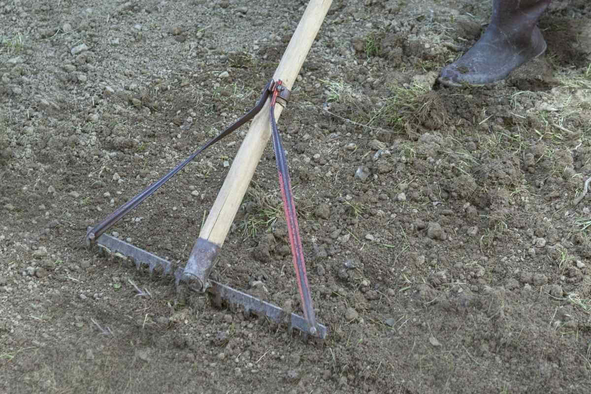 How Can I Tell If My Grass Seeds Have Died?