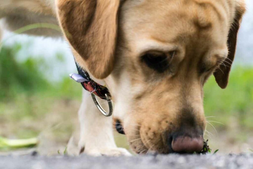 Dog and grass seeds