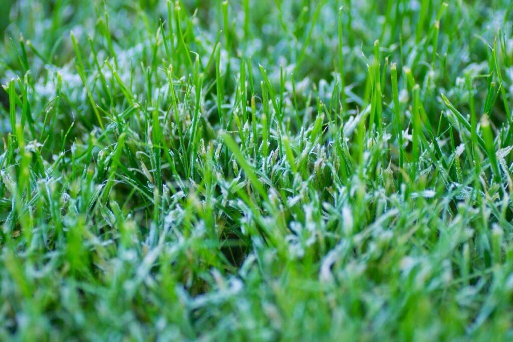 Grass types winter mowing guide and tips
