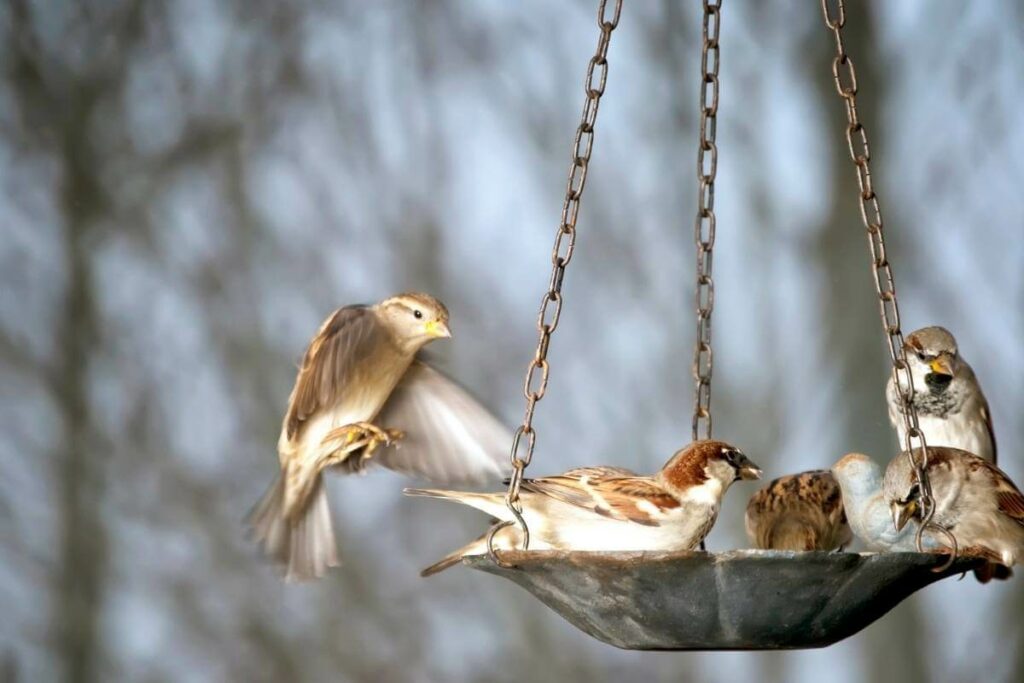 Scout for Group Feeders