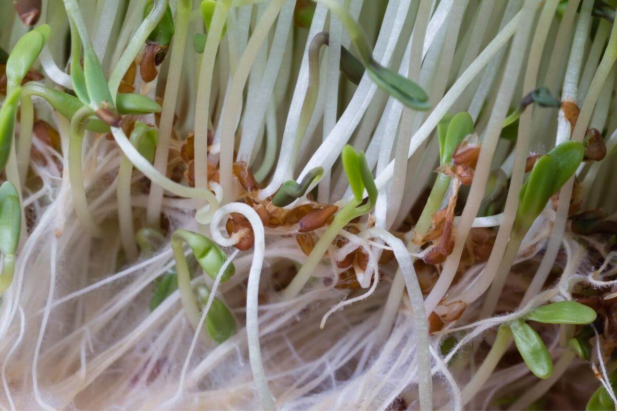 How To Grow Cress in Cotton Wool