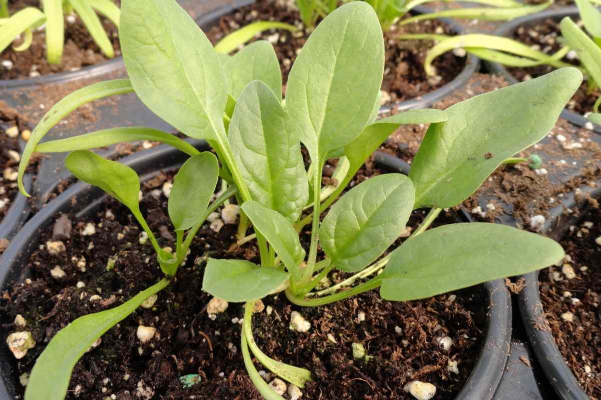 How to Successfully Grow Spinach Indoors