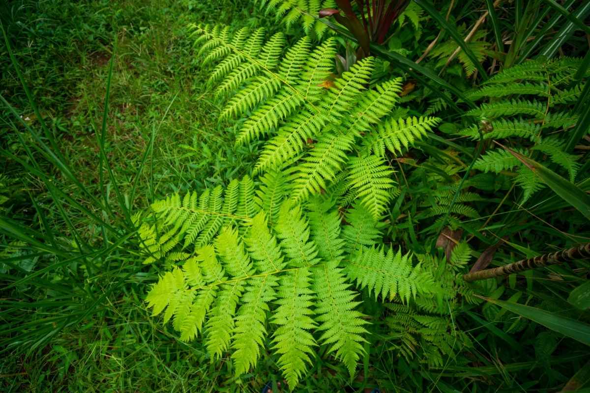Growing Dicksonia Antarctica in Pots