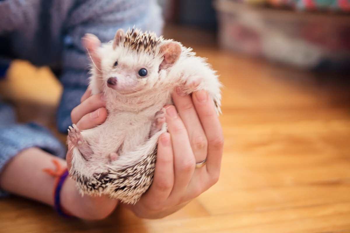 The Complete Hedgehog House and Bedding Guide