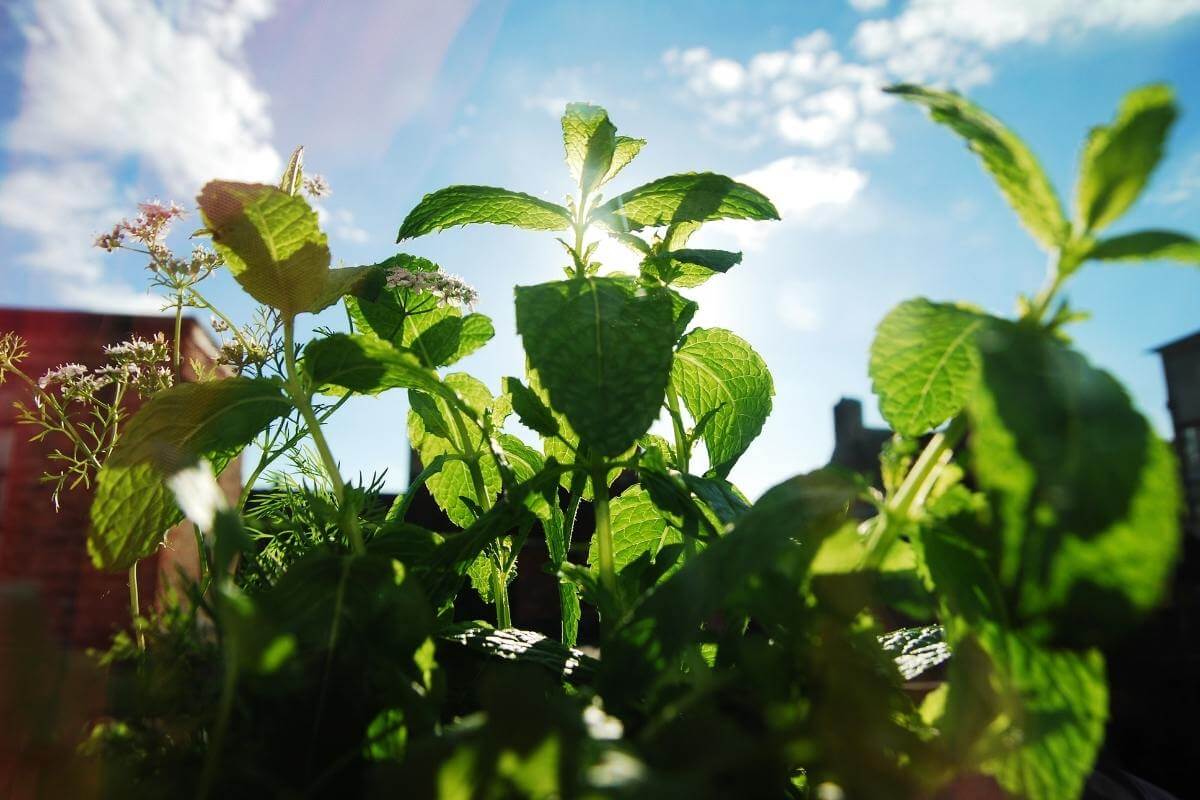 Herbs Light Requirements Guide: Natural vs Artificial Light