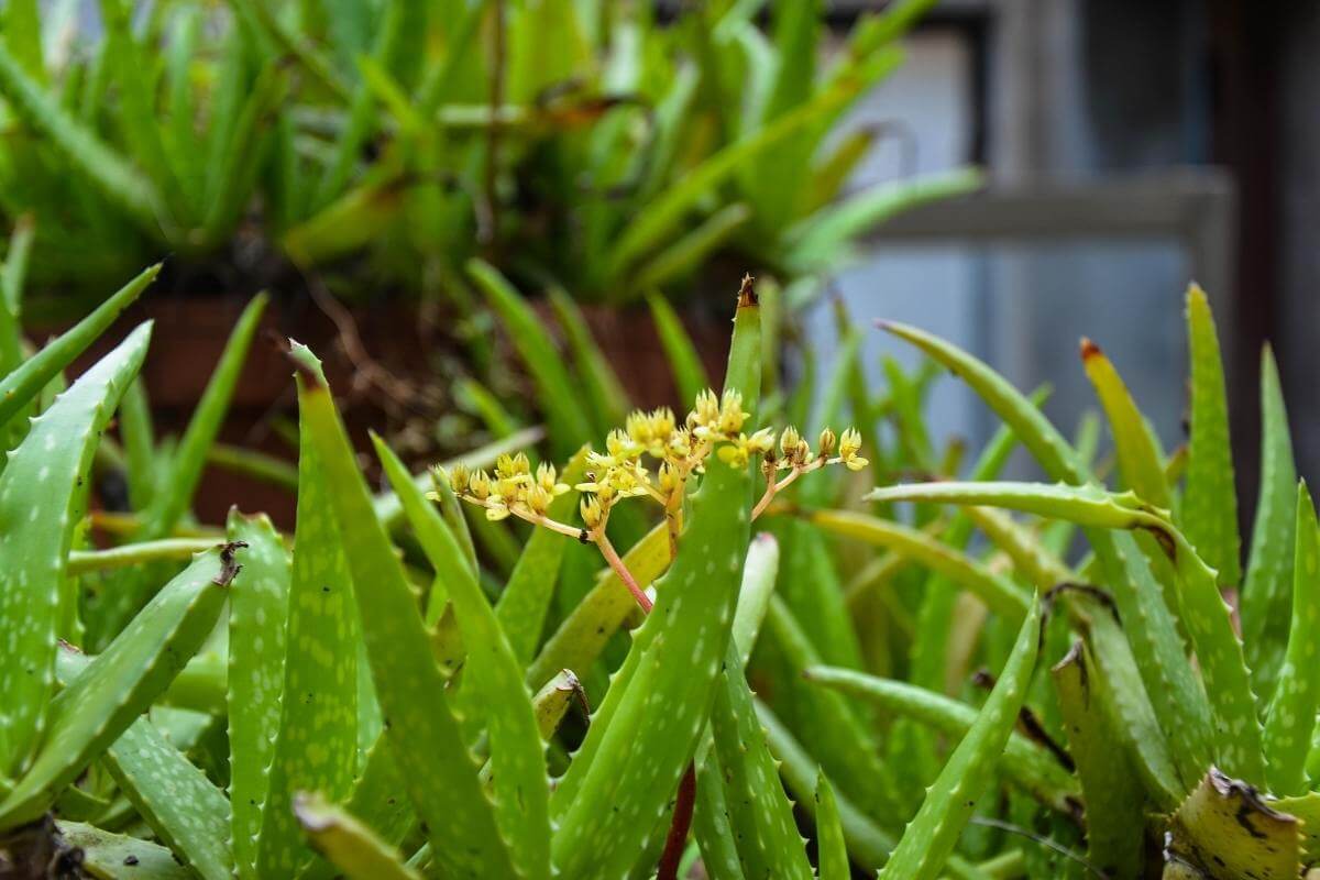 How Fast Does Aloe Vera Grow?