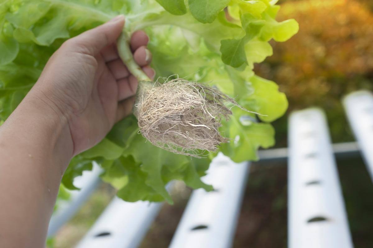 How to Feed Aeroponics -Aeroponics Nutrient Schedule