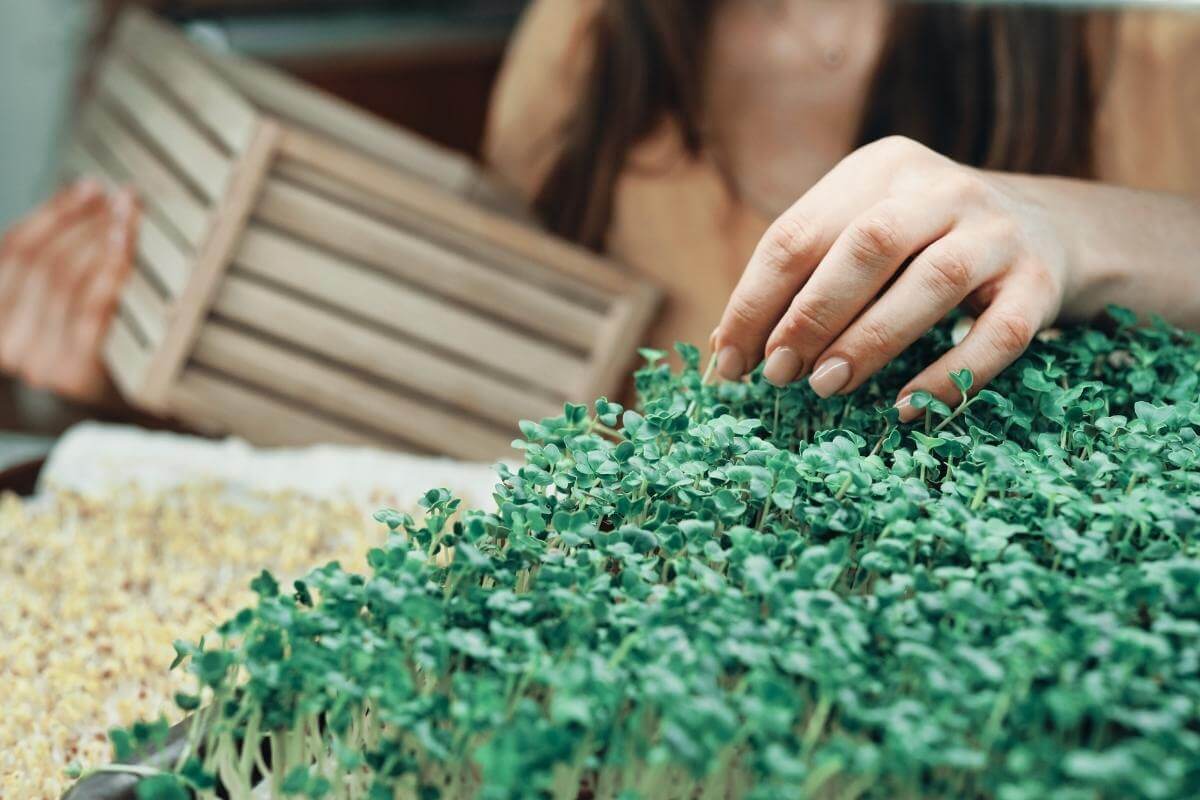 How to Grow Alfalfa Microgreens?