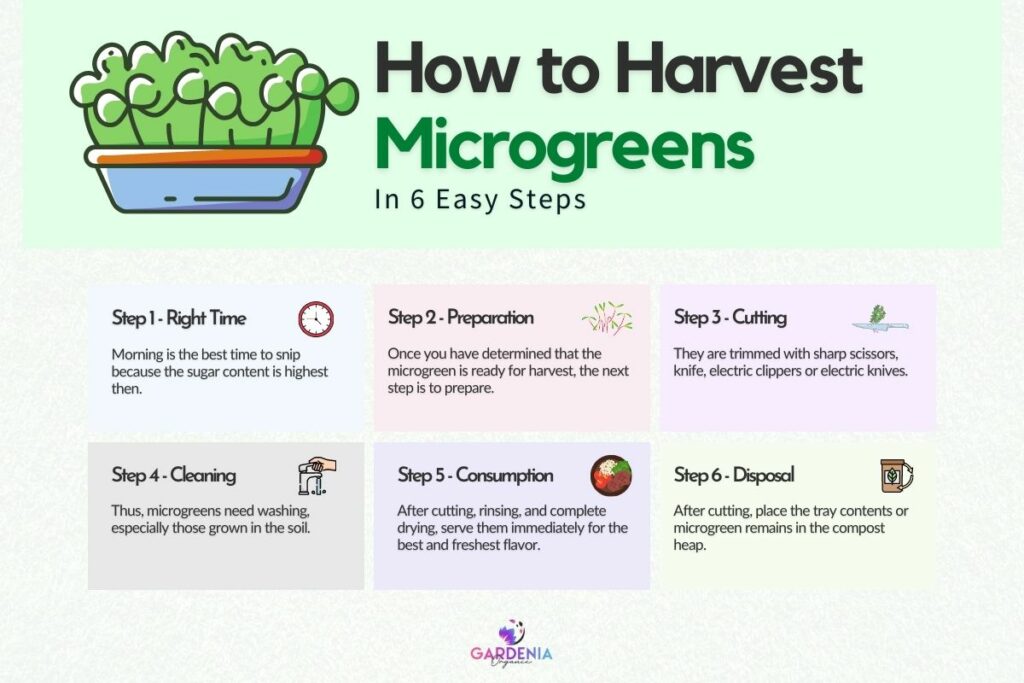 How to harvest microgreens guide