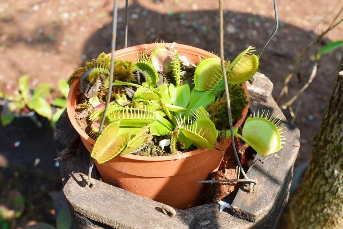 How Much Water Does A Venus Flytrap Need?