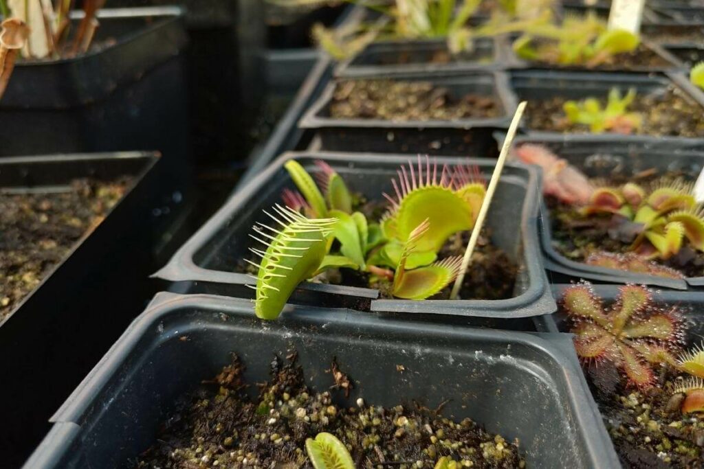 How to Water a Venus Flytrap?
