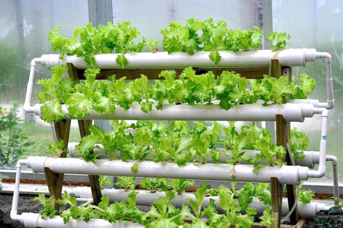 How Much Does It Cost to Set up a Hydroponic at Home?
