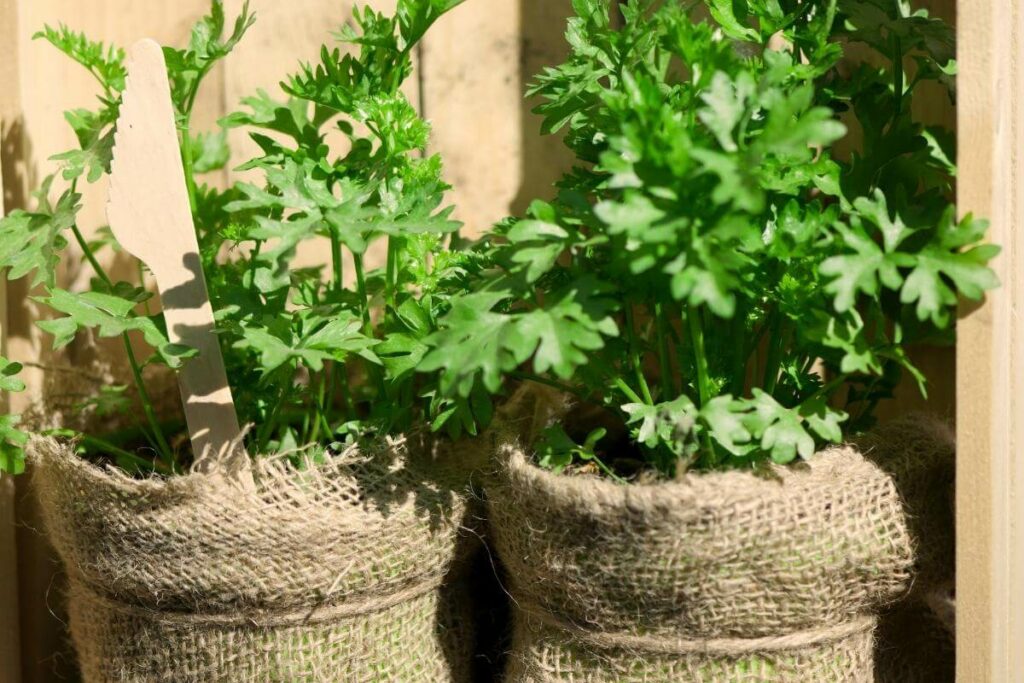 Improper soil ph for parsly