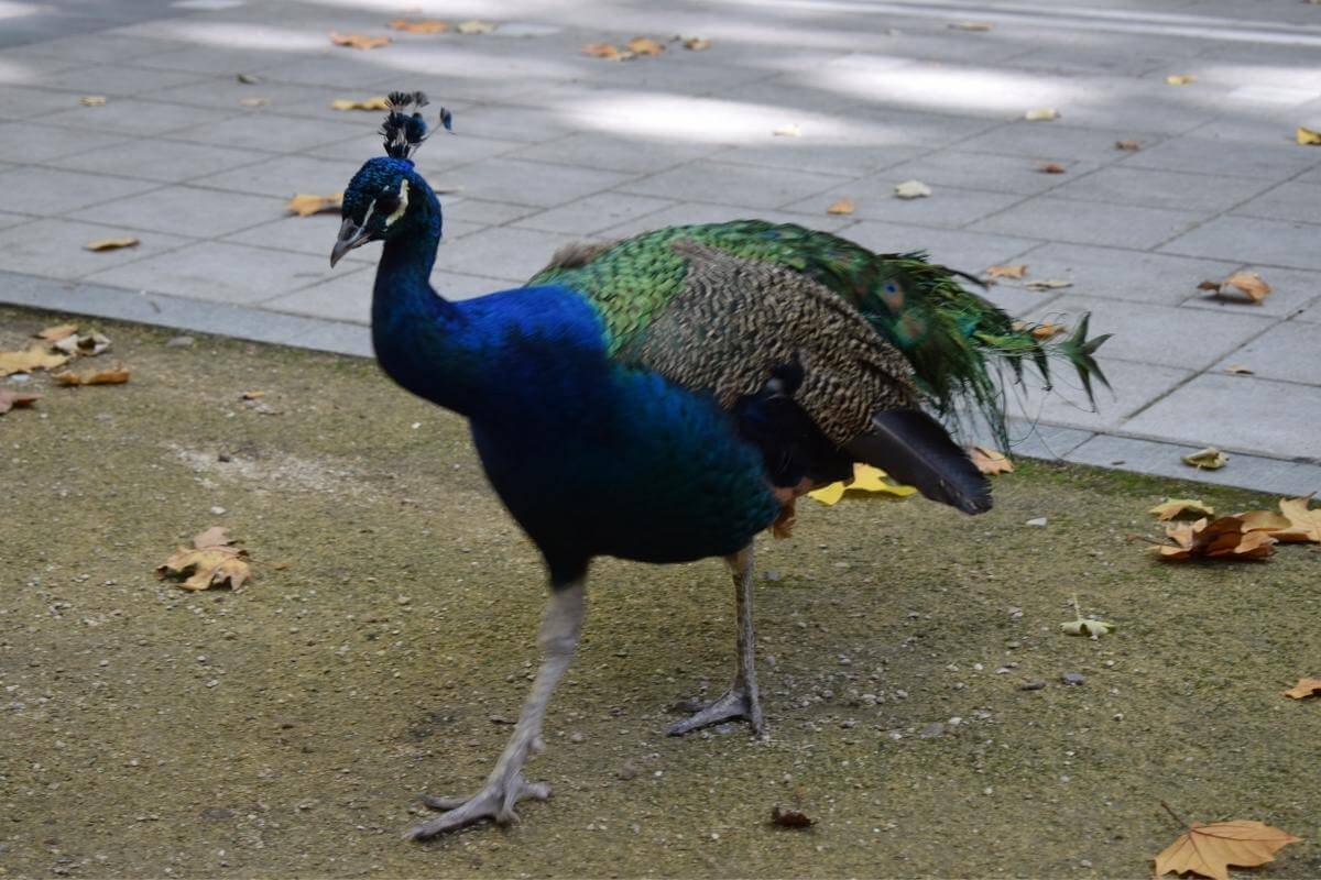 How to Keep Peacocks from Flying Away
