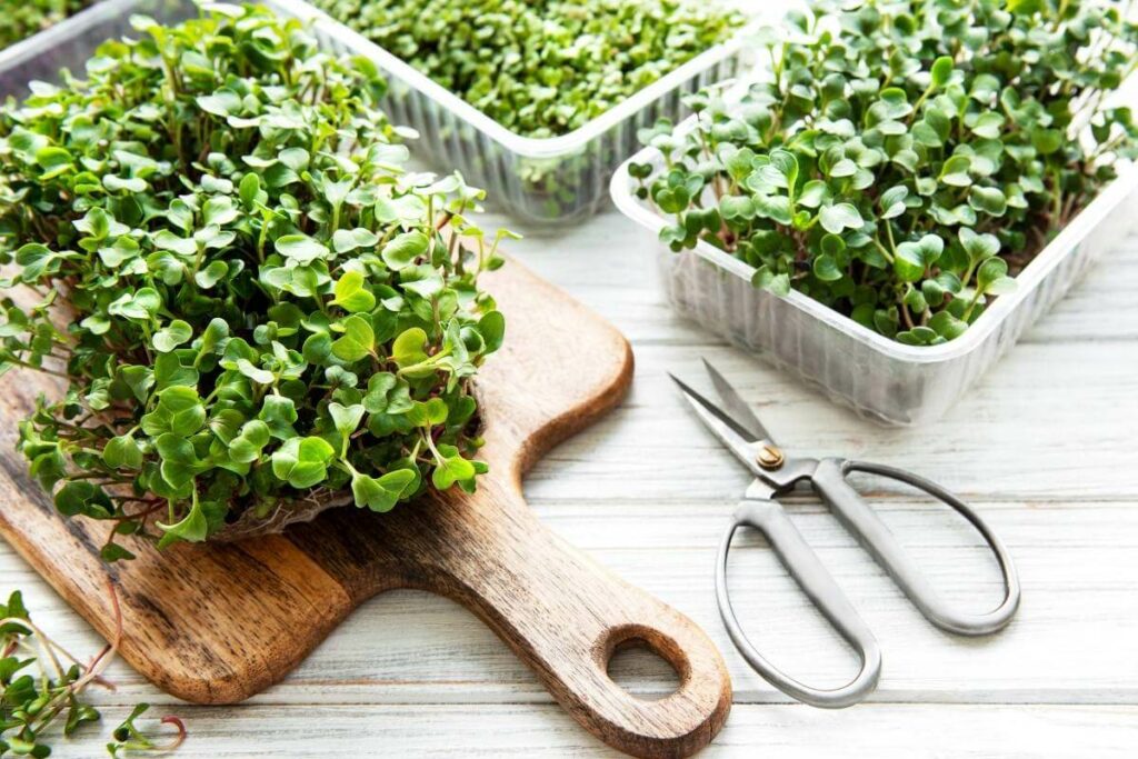 Preparation harvesting microgreens