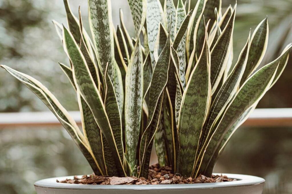 Mother-in-Law’s Tongue plant in bathroom