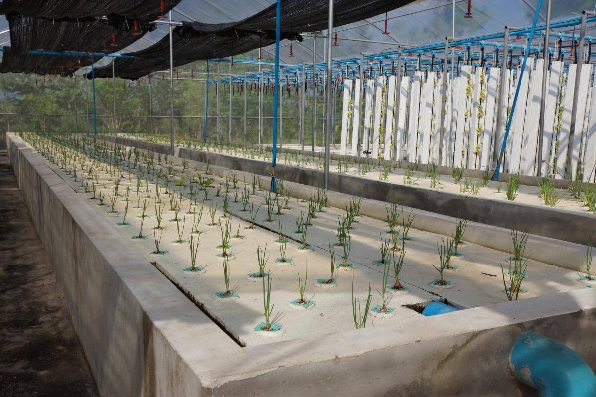 NFT Vs DWC Aquaponics: Which Is Better?