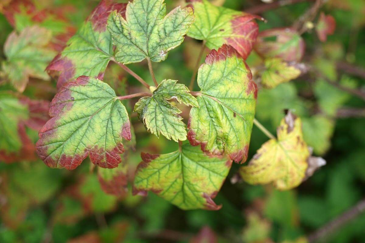 How to Fix Nutrient Deficiency in Aquaponics