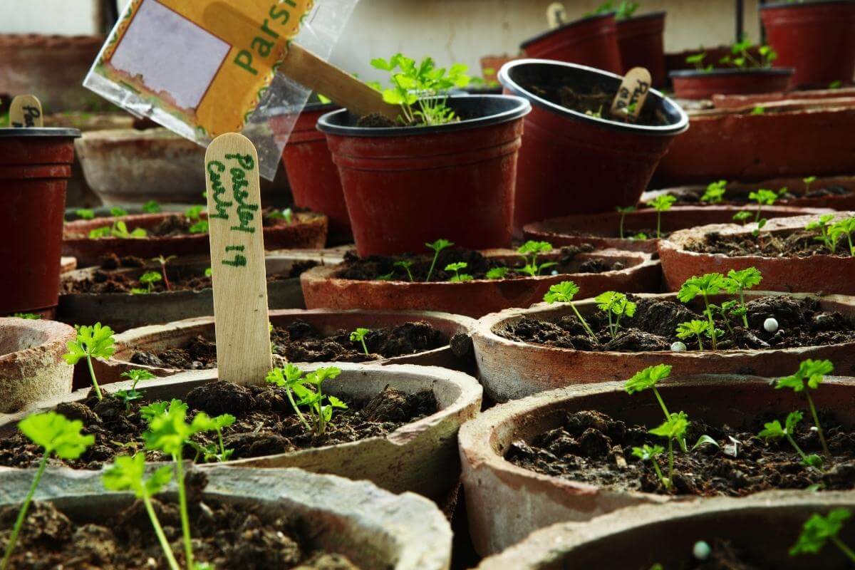 Can You Overwater Parsley? Water Requirements