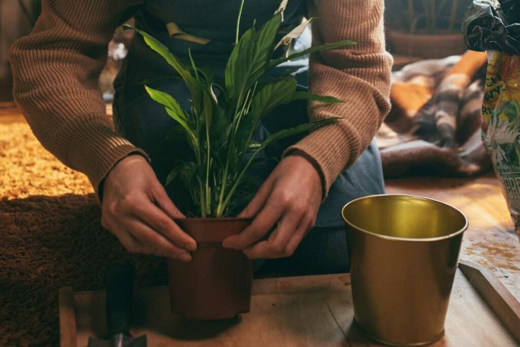 Peace Lilies plant in a pot