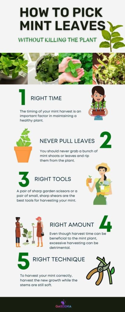 Pick your mint leaves infographics