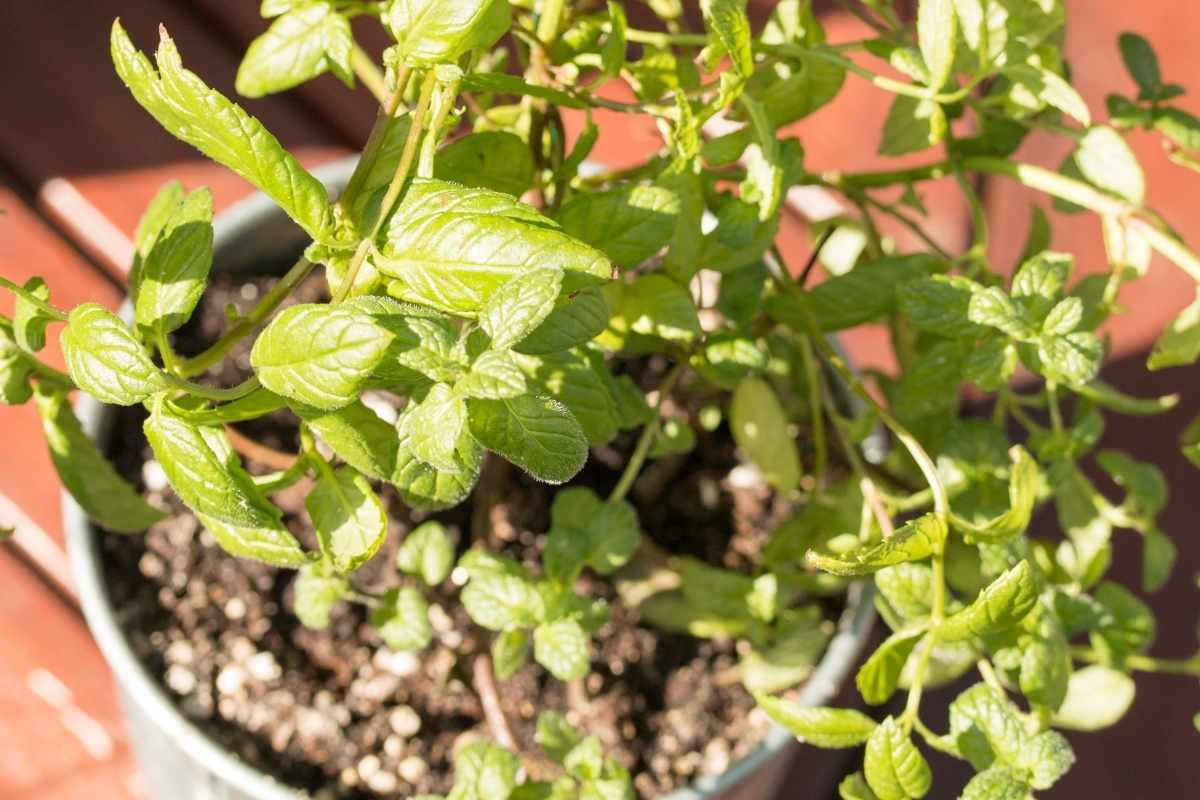 How to Pick Mint Leaves Without Killing the Plant