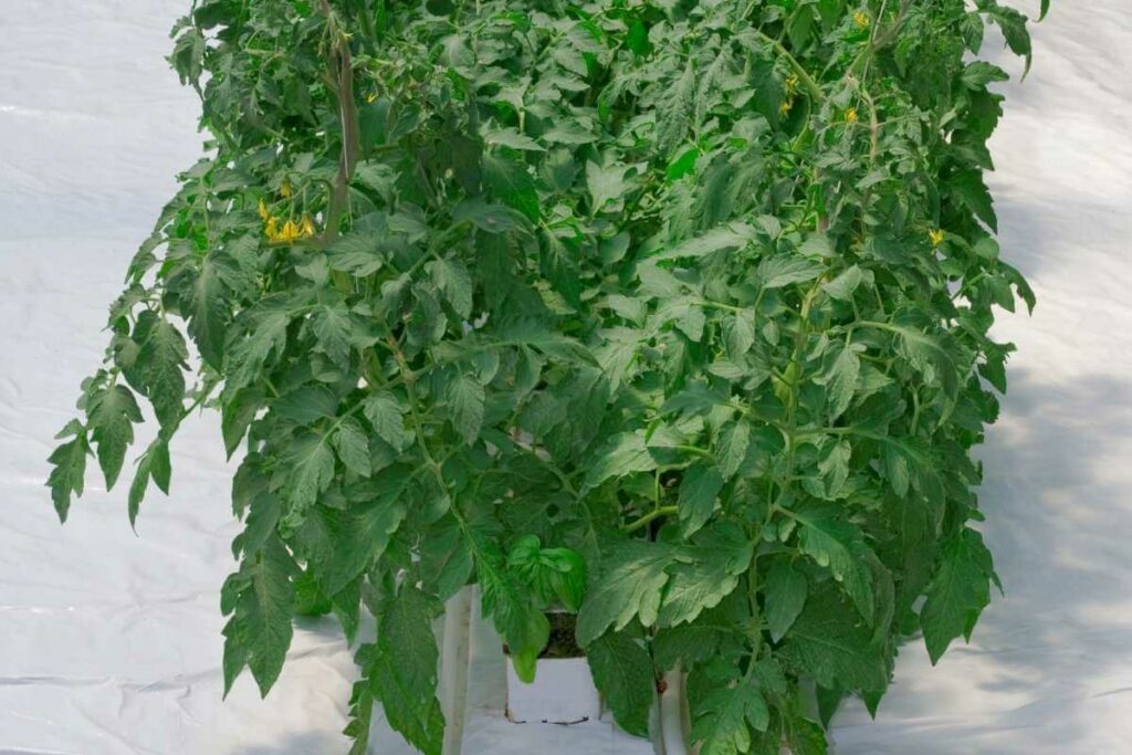 Space between plants in aquaponics