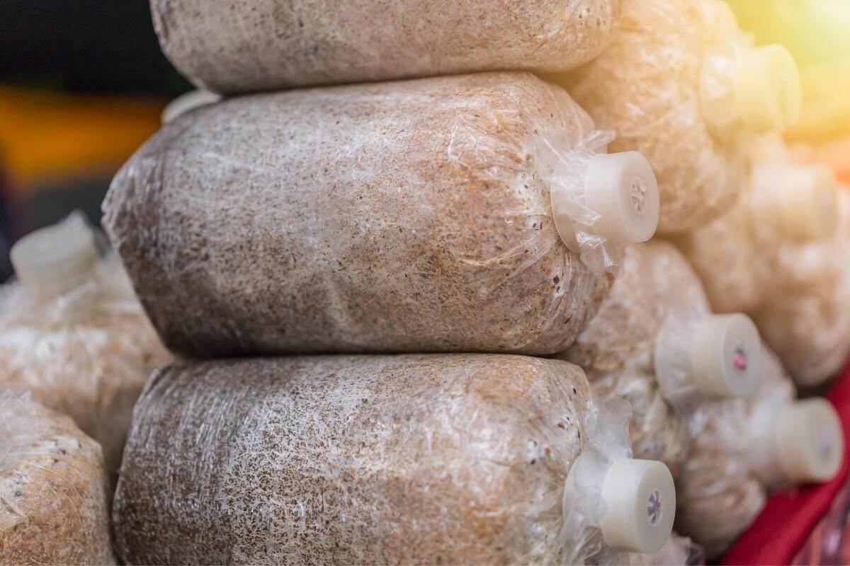 10 Plants That Don’t Like Mushroom Compost