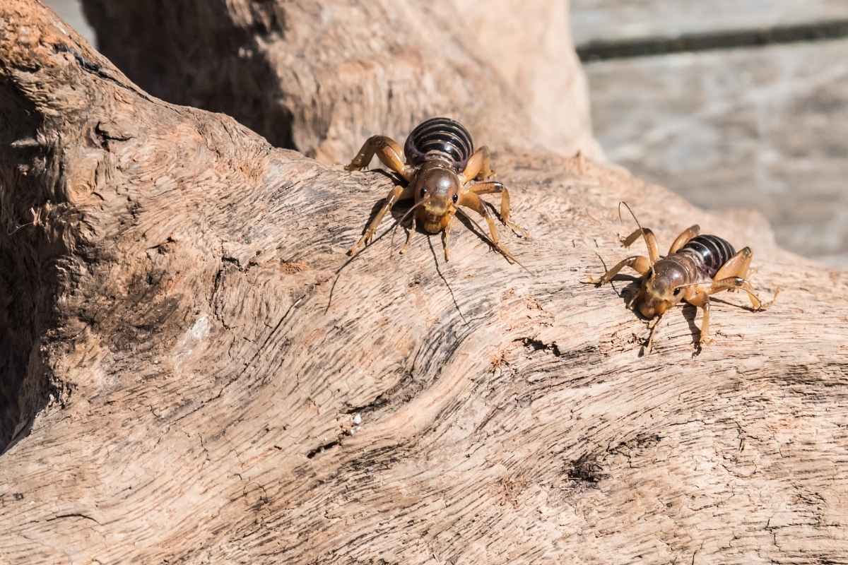 Potato Bug Bites – Are They Poisonous?