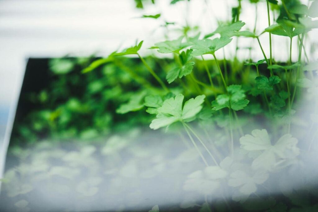 parsley flowering stop