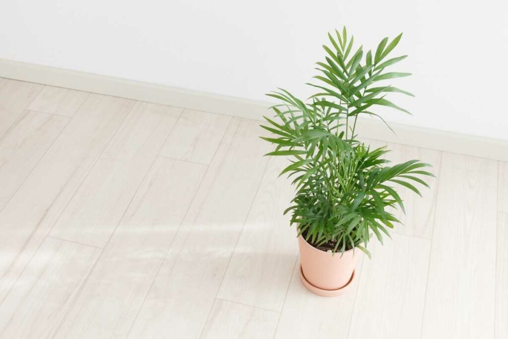 Reed Palm plant in bathroom