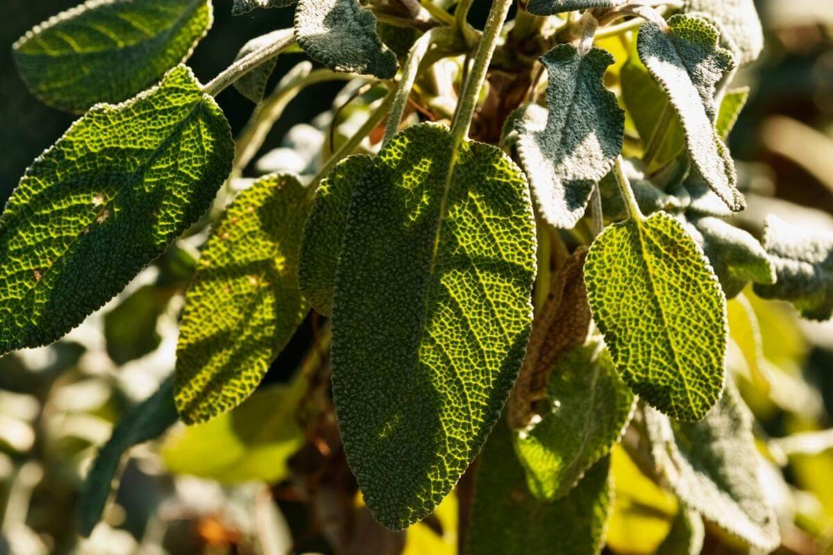 Why Are My Sage Leaves Turning Black?