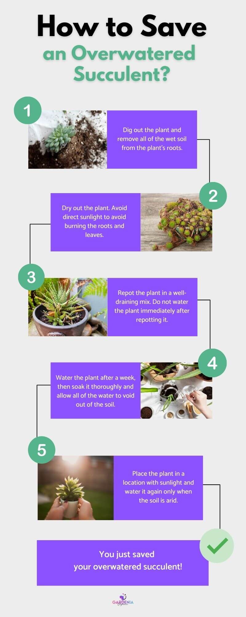 How to Save an Overwatered Succulent?