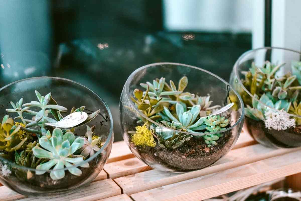 21 Succulent Bowl Planting Design Ideas
