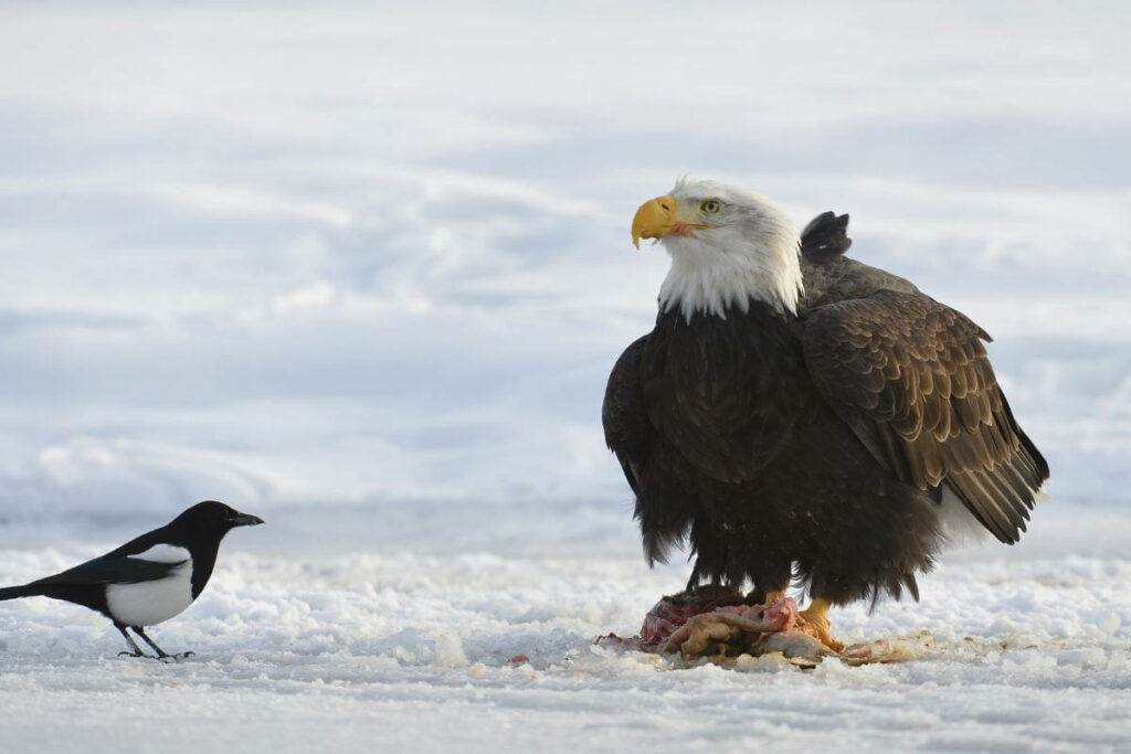 Largest Bird Found in Massachusetts
