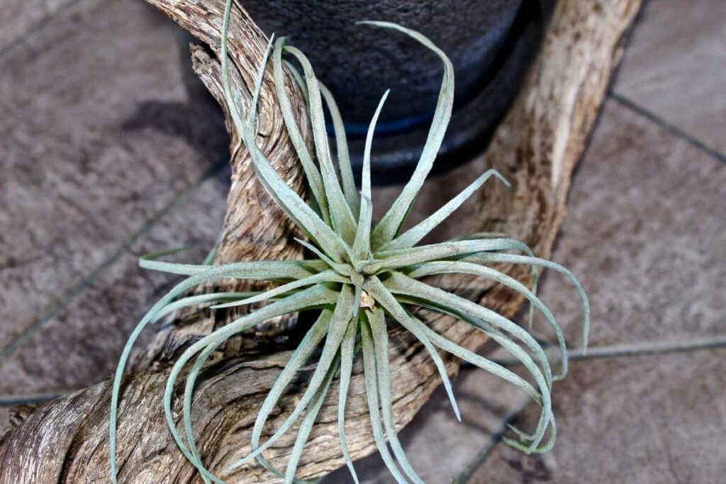 Watering methods for air plants on wood